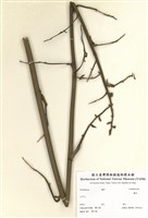 藏品(蘭科)的圖片